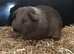 2x female and 2x male Guinea pigs