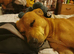 Needs rehoming