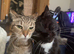 Two Beautiful Male and Female Companions