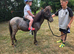 Beautiful spotted mini horse