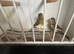 Breeding pairs of canaries for sale