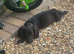 Cocker spaniel boy