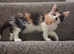 kittens for sale