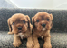 One Black and Tan boy available - cavaliers! Health tested