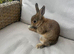 1 buck left now. Lovely Netherland dwarf baby rabbits.