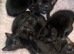 Kittens for sale