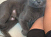 british blue kittens