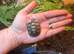 Marginated tortoise 2026 hatchlings for sale