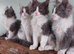 Maine coon x Ragdoll 12 week kittens 2 male 2 female