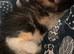 Ragdoll cross kittens