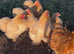 Lemon cuckoo pekin hatching eggs