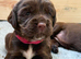 Stunning first litter of working sprocker puppies