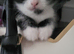 Cute 8 week kitten needing home