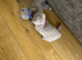 Lovely British shorthair kittens