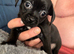 Imperial Shitzu cross Russian toy terrier