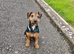 Lakeland terrier pup