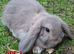 Mini Lop Rabbits **ready to leave 12th May**