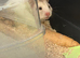 10 week old hamster