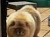 Outstanding male chow chow