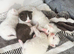 British Short hair kittens BSH £325