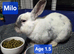 Male rabbit Milo