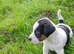 Jack Russell Puppies for Sale Swansea