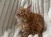 Cute fluffy ginger