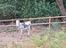 3 donkeys for sale
