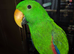Stunning solomon Eclectus