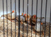 Zebra finches some with orange mutation this years birds