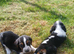 Basset x beagle puppies