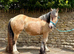 Cracking 14.3 Dun Cob x Mare 3 1/2yrs backed