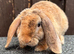 Mini Plush Lops. Hypoallergenic fur.