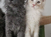 MAINE COON PEDIGREE BLUE BOY KITTEN FOR SALE