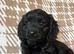 F1 Health Tested Cavapoos Reds/blacks/blue merles
