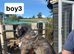 caucasian sheperd puppies for sale