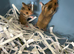 Syrian Hamster Baby’s - Ready 8th July