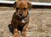 Boxer cross Rottweiler pups