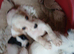 Jack rusell puppys