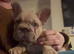 Two French Bulldogs