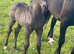 Filly available at weaning