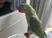 Alexandria parrot for sale