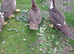 Muscovy Ducks for sale