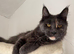 BEAUTIFUL PURE MAINE COON GIRLS BETTY & PARIS