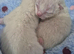 Bengal siamese cross sphynx