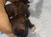 5 Beautiful French Bulldog puppies