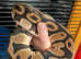 100% het clown Leopard orange dream royal python