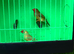 Star Finches £70