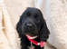 Here we have three stunning cockapoo pups