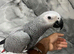 Friendly Male Baby HandReared Super Tame African Grey Parrot,25